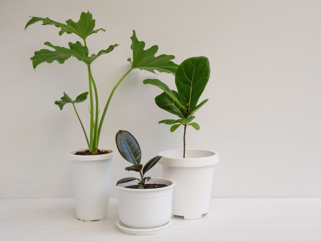 Apartman ve sitelerde doğal güzelliğin tadını çıkarmak mı istiyorsunuz? Işık ve sulama gibi temel ihtiyaçları karşılayabileceğiniz Apartman ve Sitelerde Bakımı En Kolay Yapılan Bitkileri keşfedin!